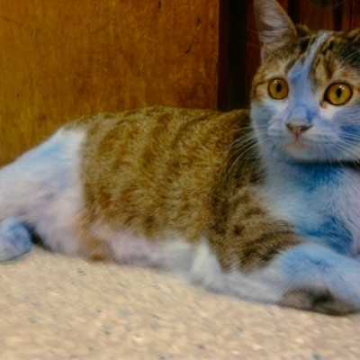 Destrehan Animal Hospital - Pet cat with blue paint