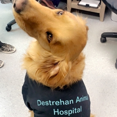 Destrehan Animal Hospital - Pet golden lab wearing Destrehan Shirt
