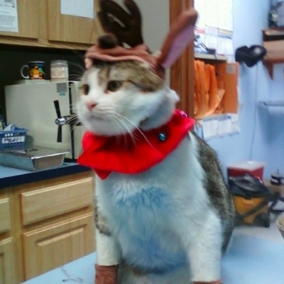 Destrehan Animal Hospital - pet cat, Cosmo, wearing christmas reindeer costume