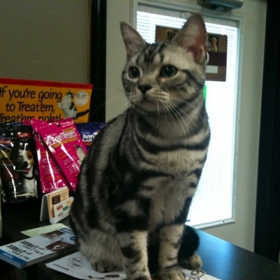 Destrehan Animal Hospital - pet cat, Keiko, sitting on desk
