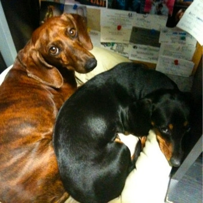 Destrehan Animal Hospital - pet dogs Gucci & Gertie laying next to each other