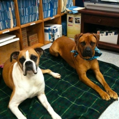 Destrehan Animal Hospital - pet dogs Mo & Brutus, laying next to each other
