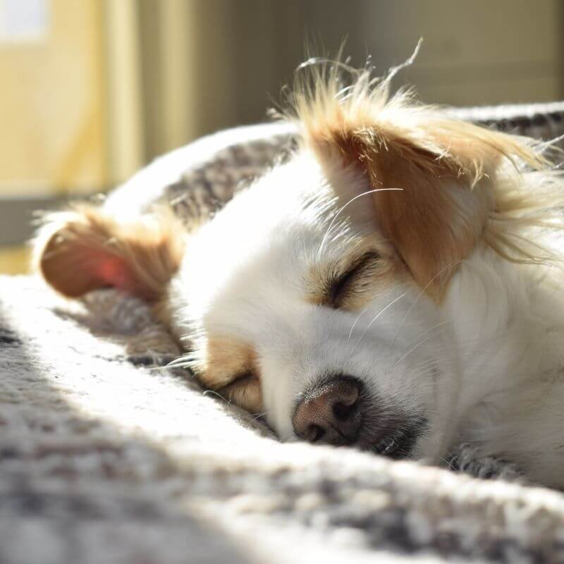 dog sleeping on bed