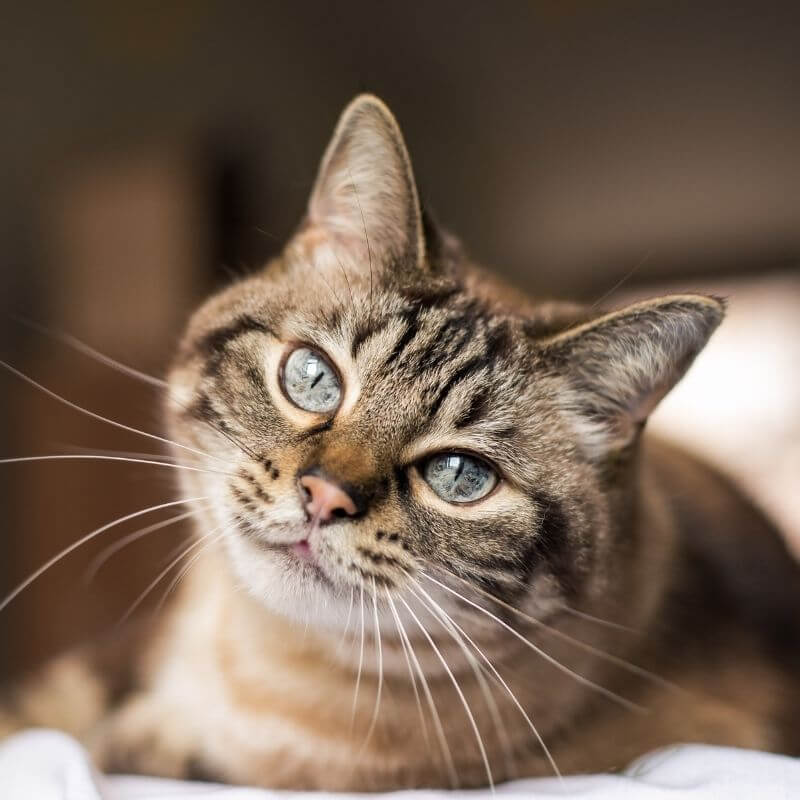 cat laying with head tilted