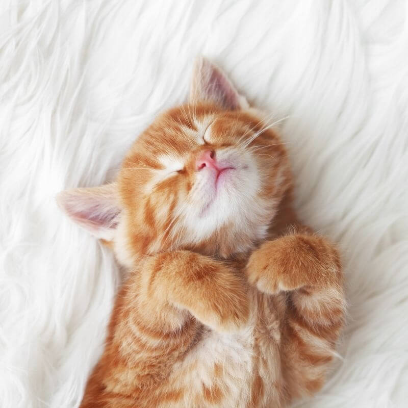 orange cat laying