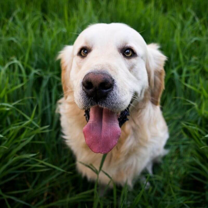 dog sitting in grass