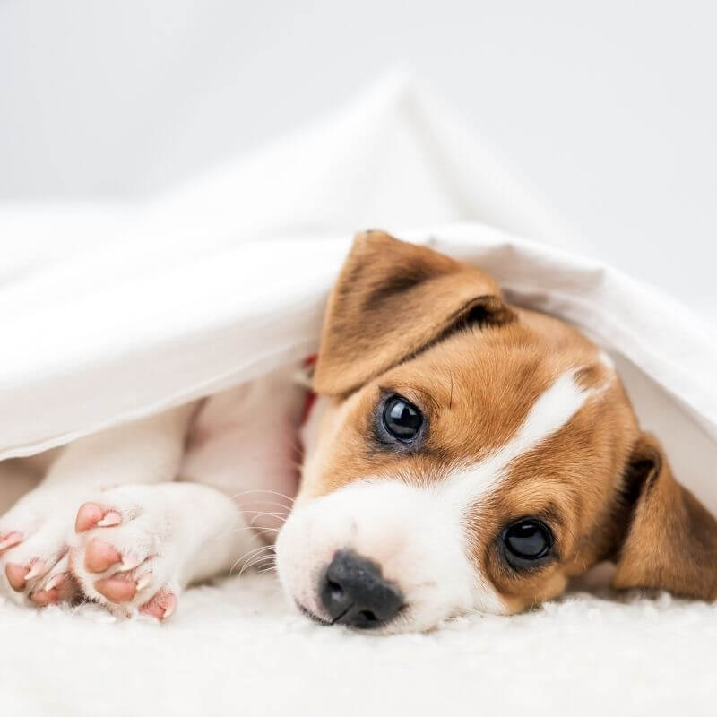 dog laying under blanket