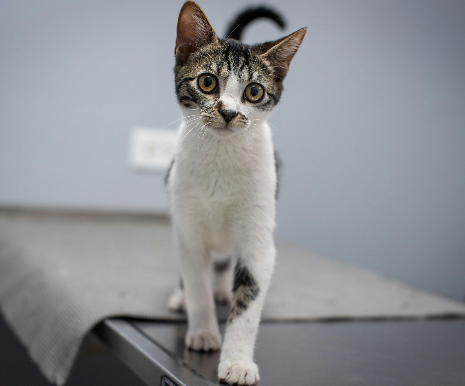 cat stand on the exam table cat stand on the exam table